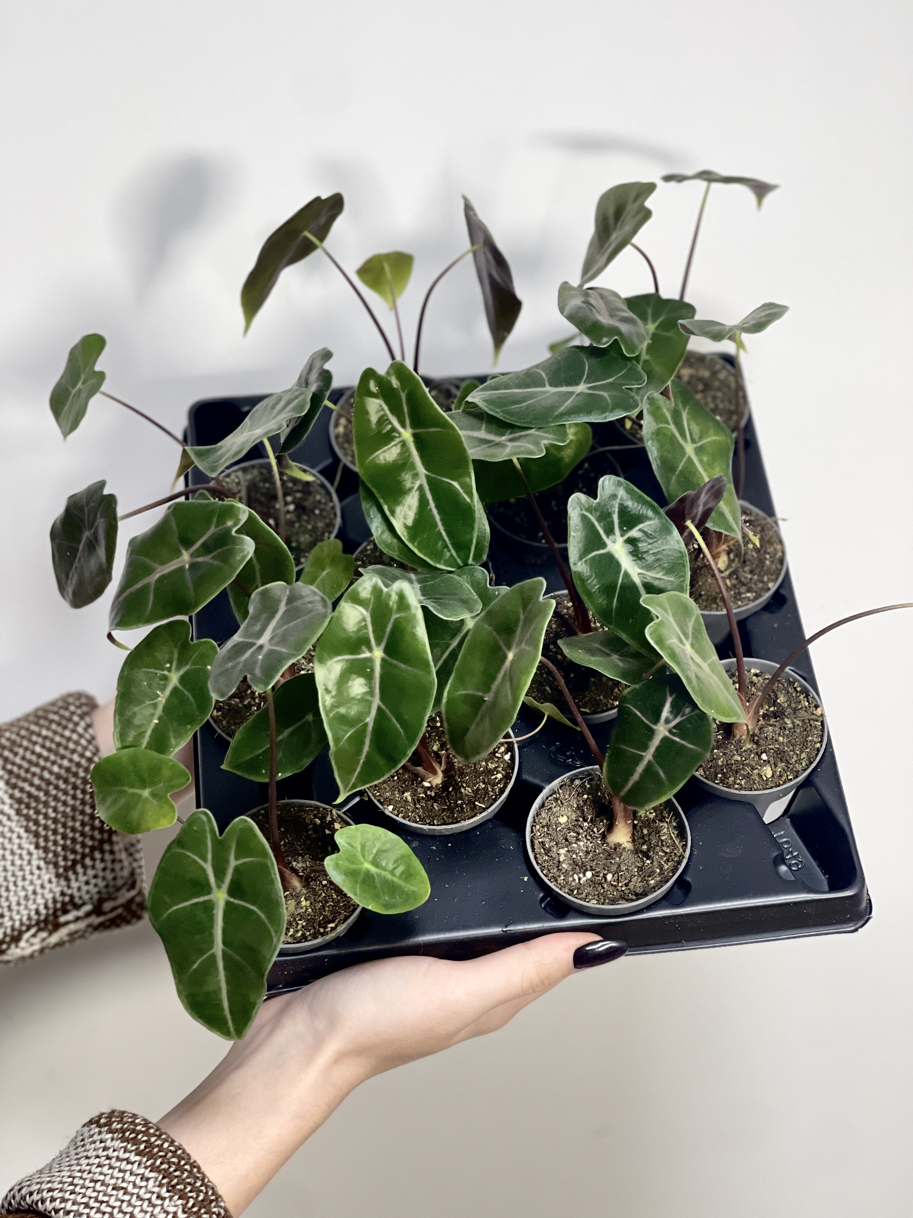 Алоказия Лонгилоба Пурпл (Alocasia Longiloba Purple) D6см