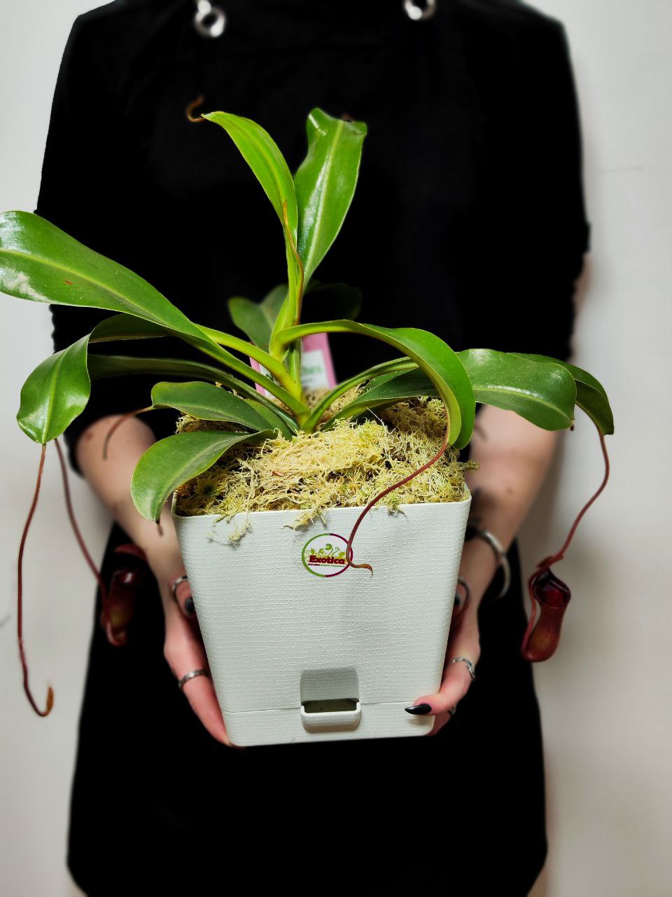 Непентес Вентрикоза (Nepenthes Ventricosa) пересаженный D17см