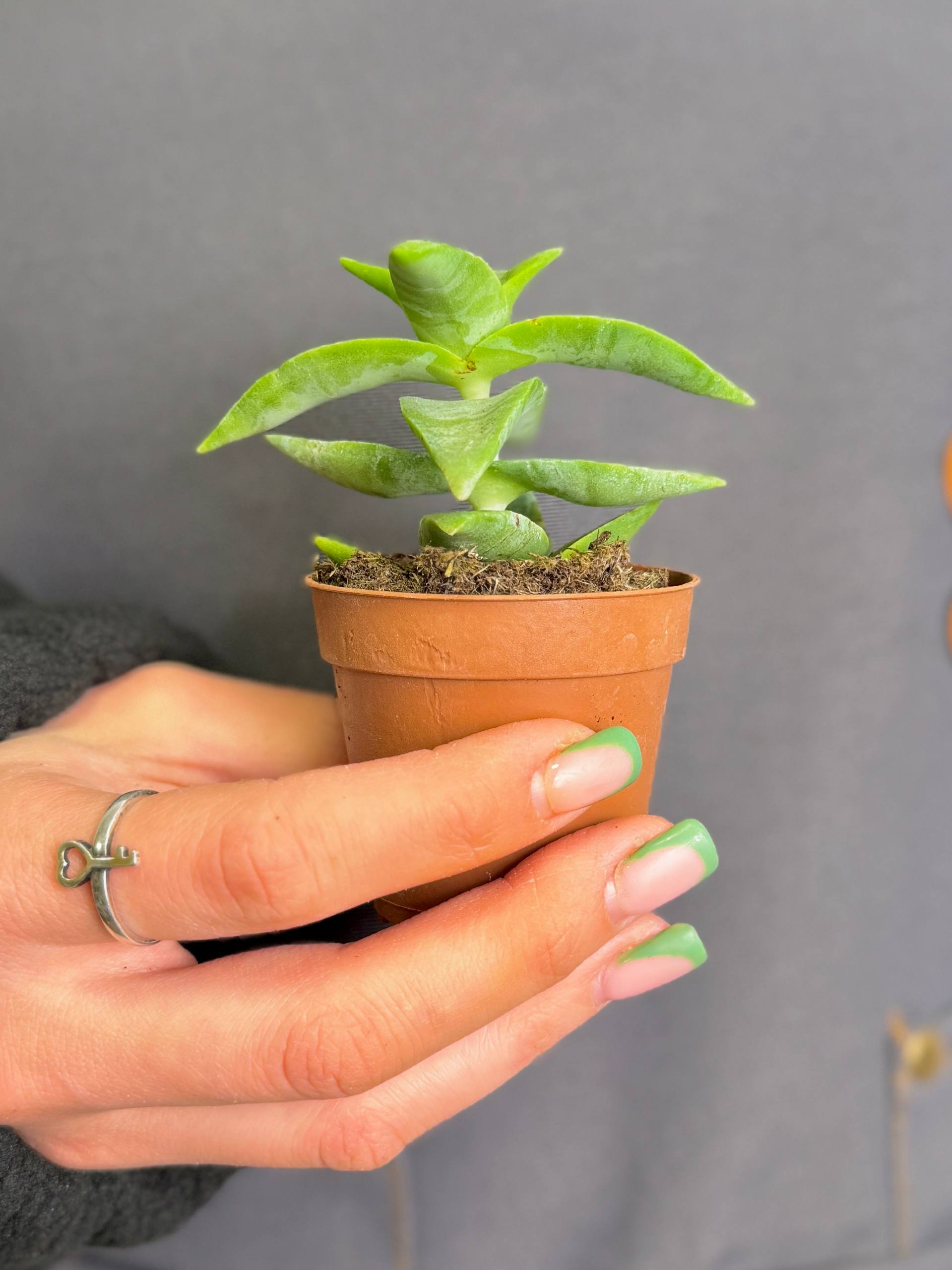 Крассула Перфората Пенхук Пасс (Crassula Perforata Penhoek Pass) D5см