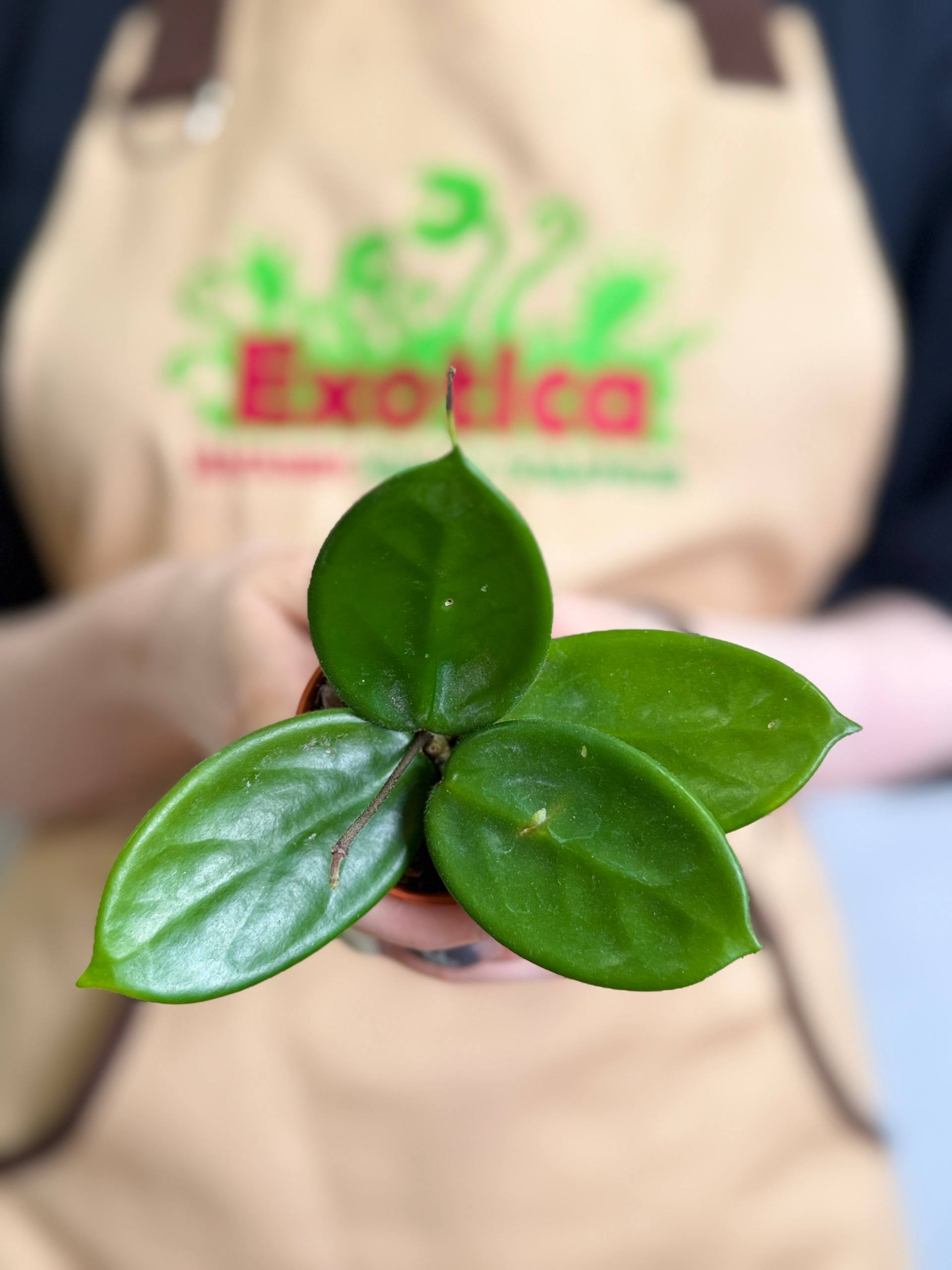 Хойя Вангвингенсис (Hoya Vangviengiensis) D6см