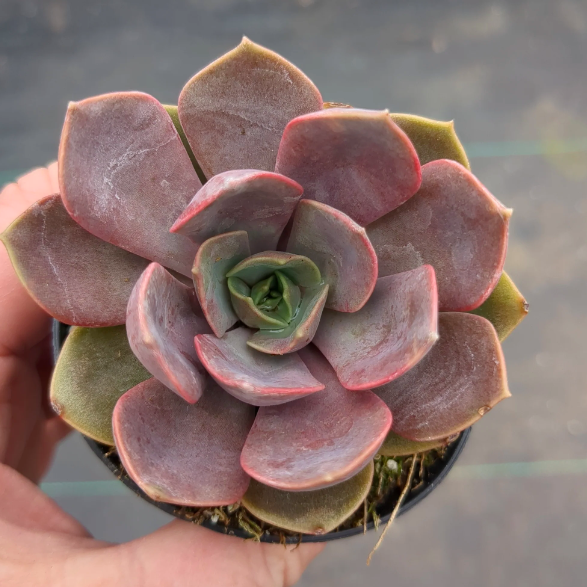 Эхеверия Нина (Echeveria Nina) D5см