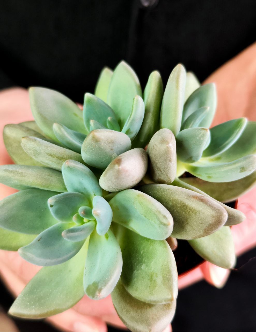 Пахифитум Брактеосум Фиткай (Pachyphytum Bracteosum Fitkai) D8,5см