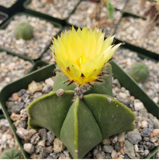 Астрофитум Мириостигма Нудум (Astrophytum Myriostigma var Nudum) D5см