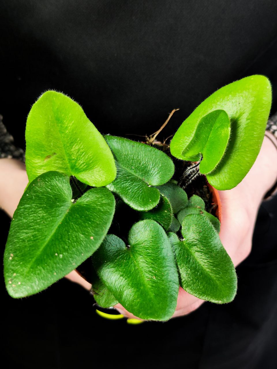 Хемионитис Арифолия, Папоротник Сердце (Hemionitis Arifolia) D8,5см