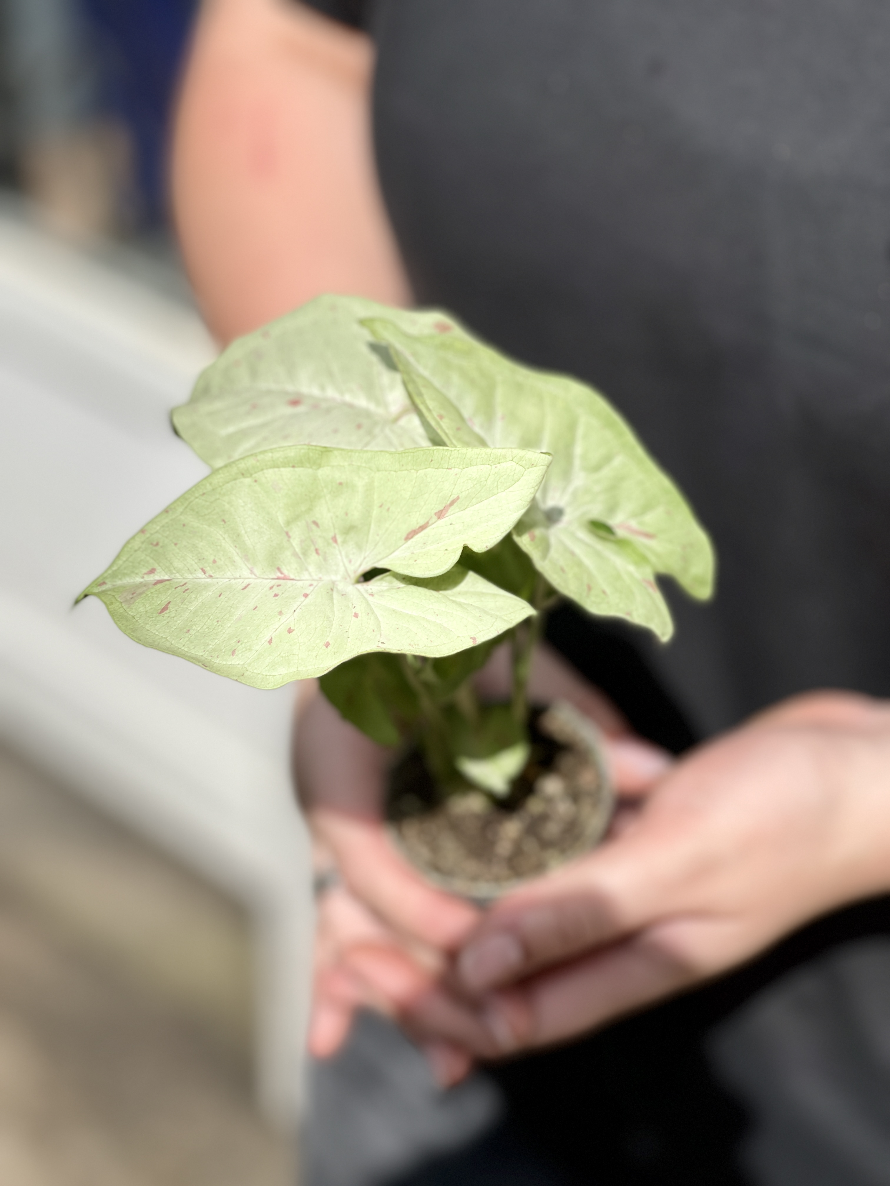 Сингониум Конфетти Милк (Syngonium Milk Konfetti) D6см