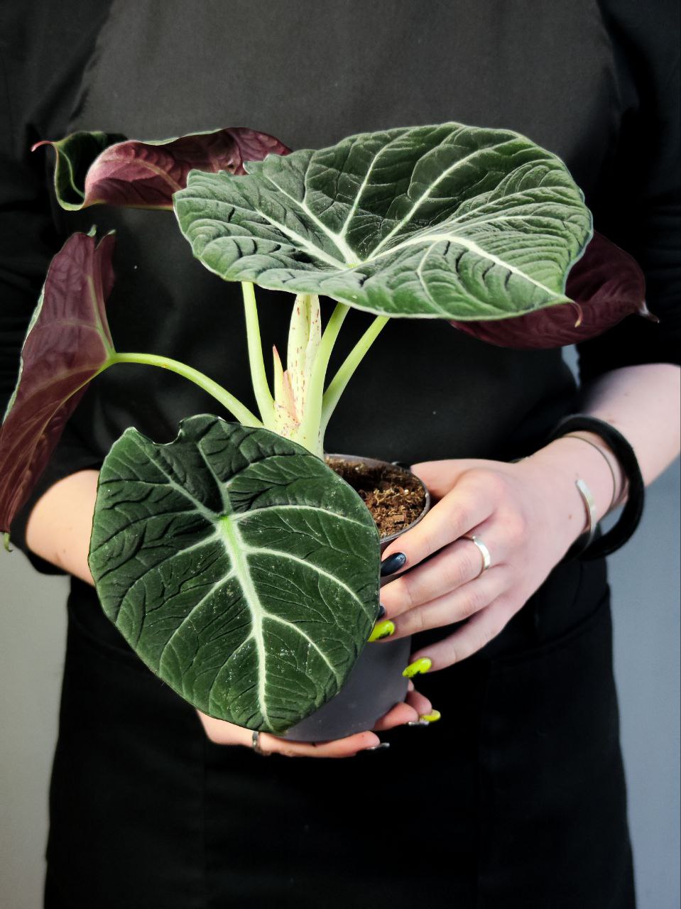 Алоказия Блэк Вельвет (Alocasia Black Velvet) D11см