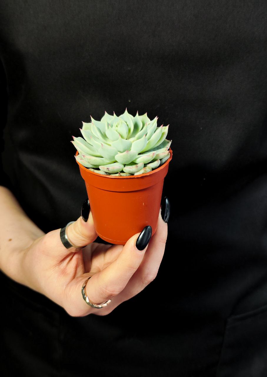 Эхеверия Деренберга Блю (Echeveria Derenbergii Blue) D5см