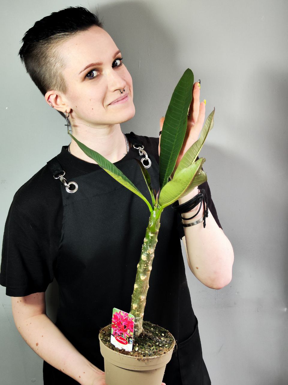Плюмерия Гавайская (Plumeria Hawaiian) D14см
