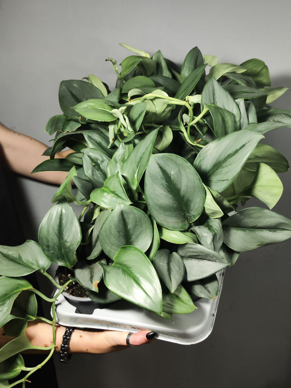 Сциндапсус Мунлайт (Epipremnum Treubii Moonlight) D12см