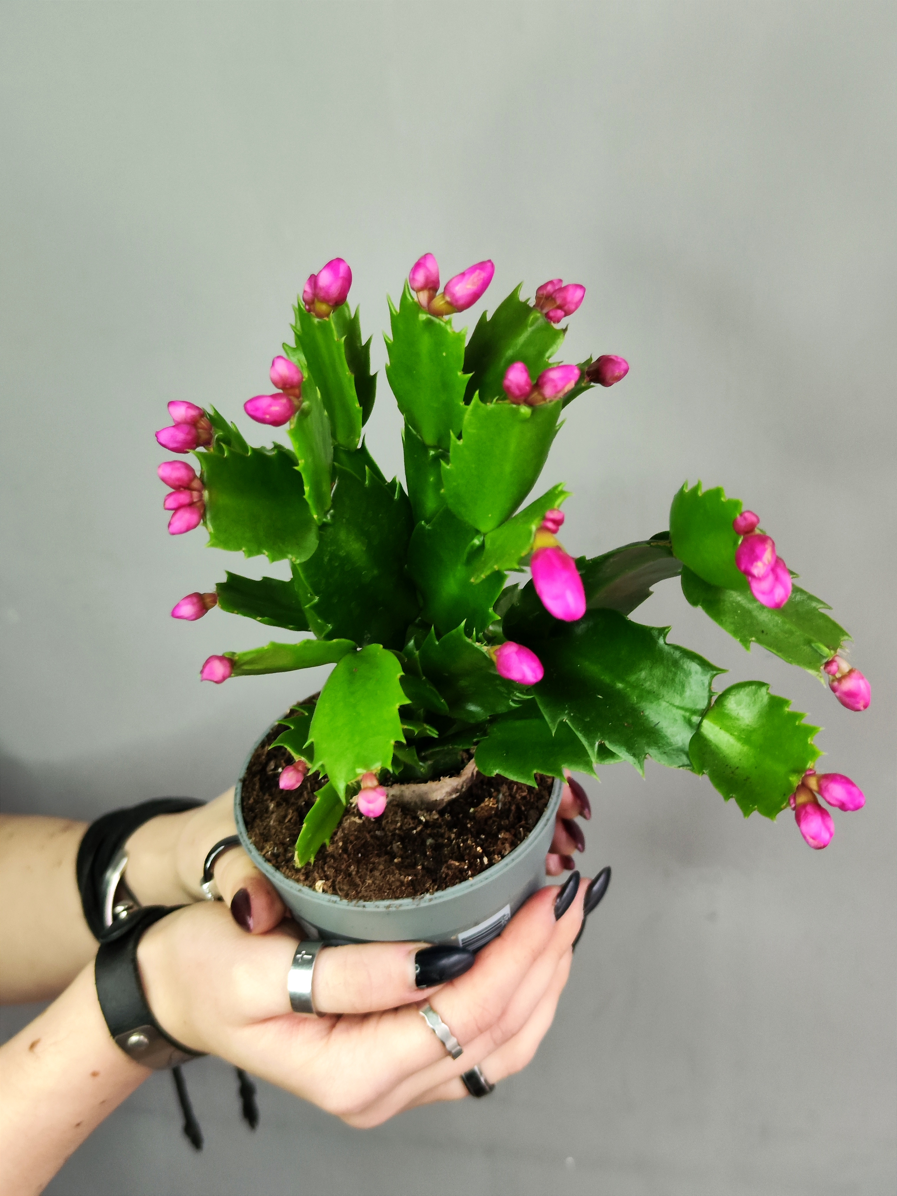 Декабрист Фиолетовый, или Шлюмбергера (Schlumbergera Tendenza Purple) D9см