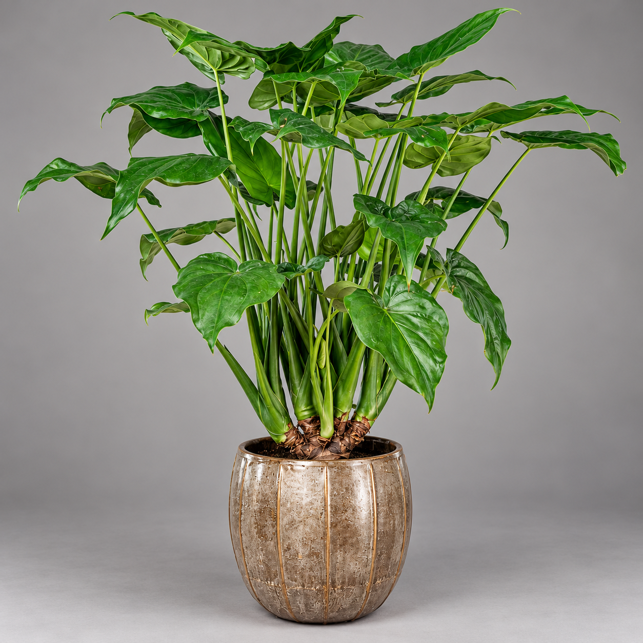 Алоказия Кукулата (Alocasia Cucullata) D6см