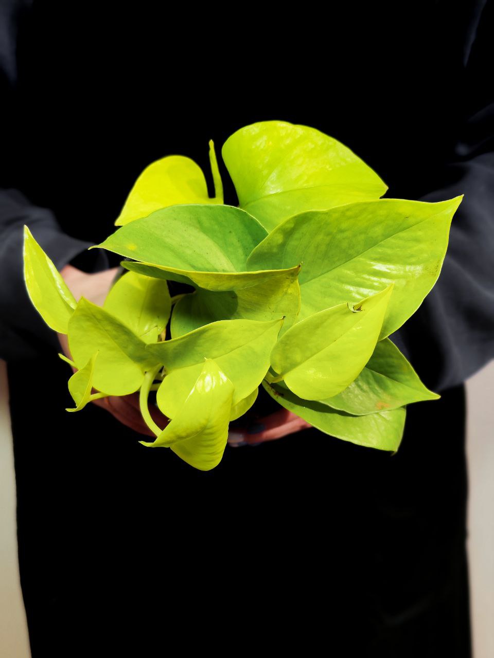 Эпипремнум Голден Потос, Сциндапсус (Epipremnum Golden Pothos) D12см
