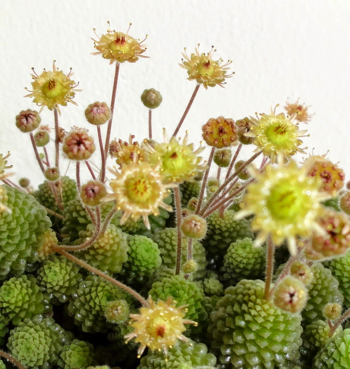 Монантес Полифилла (Monanthes Pollyphylla) D5см