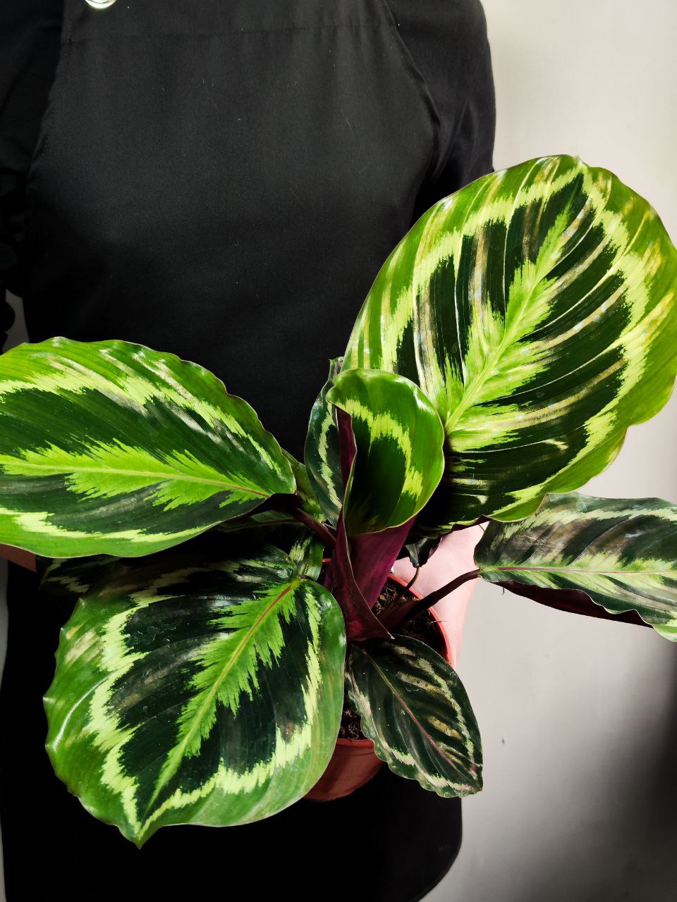 Калатея Медальон (Calathea Roseopicta Medallion) D14см