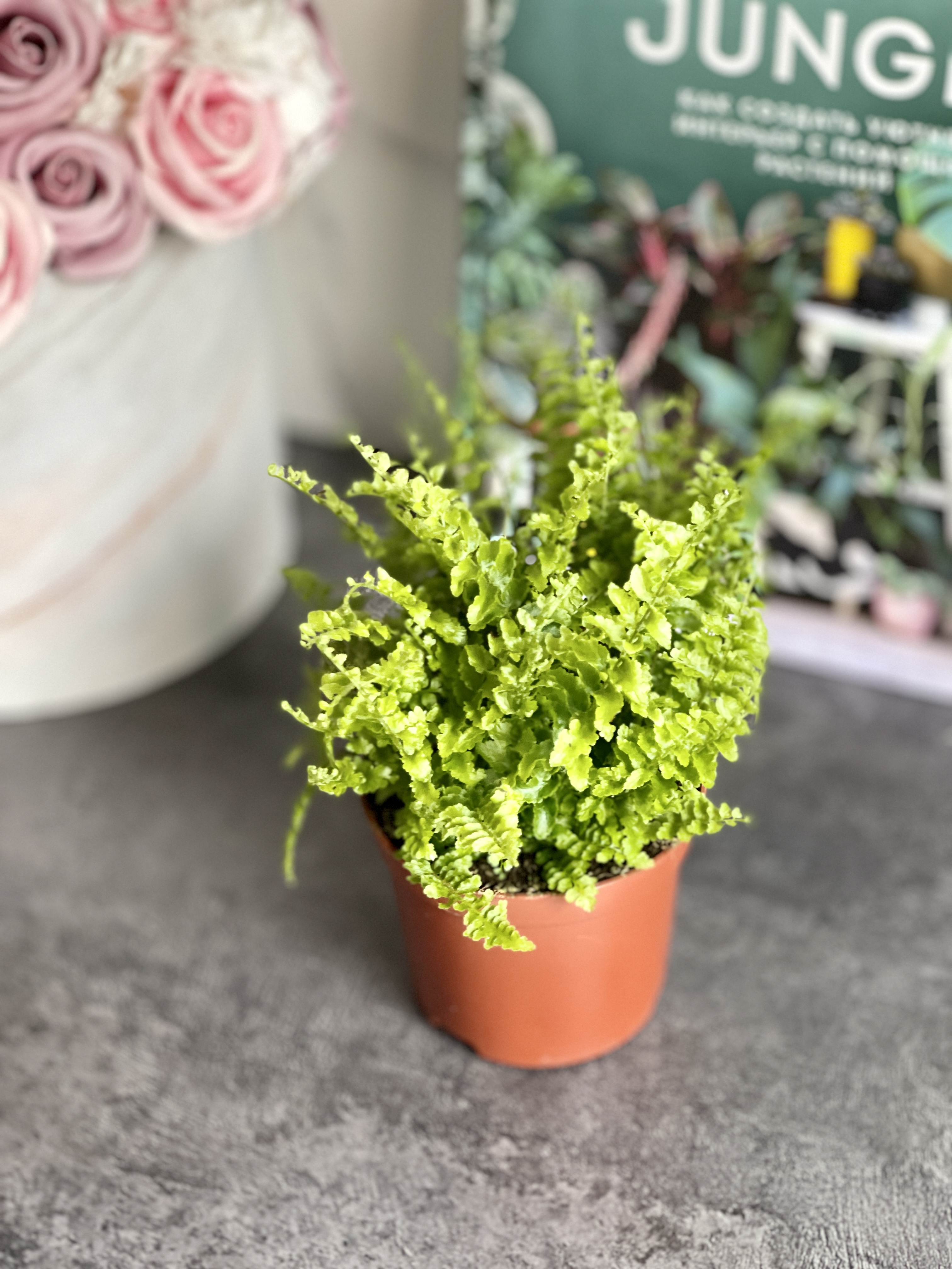 Нефролепис Возвышенный (Nephrolepis Exaltata Fluffy Ruffle) D8,5см