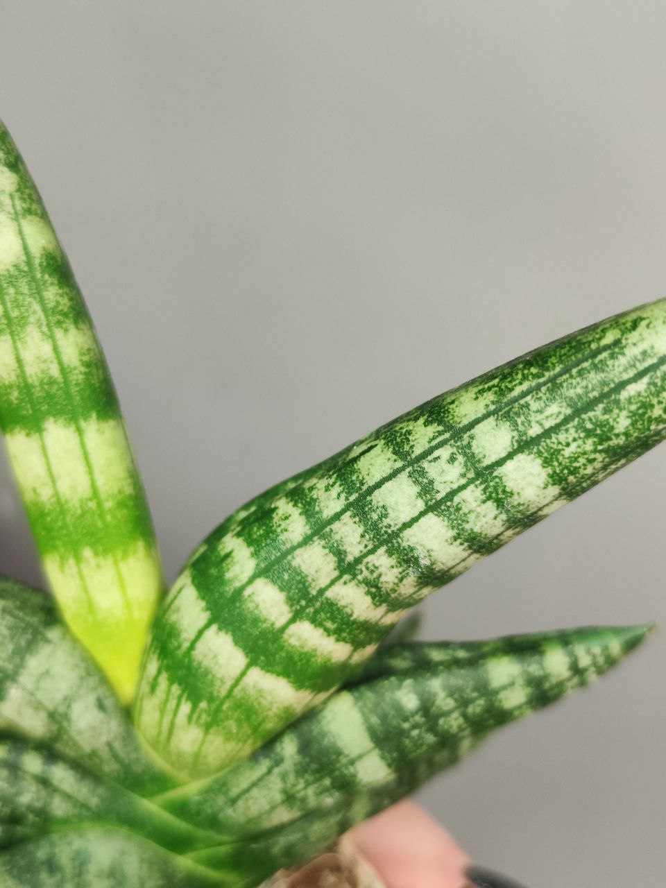 Сансевиерия Цилиндрика Бонцелленсис (Sansevieria Boncellensis) D6см