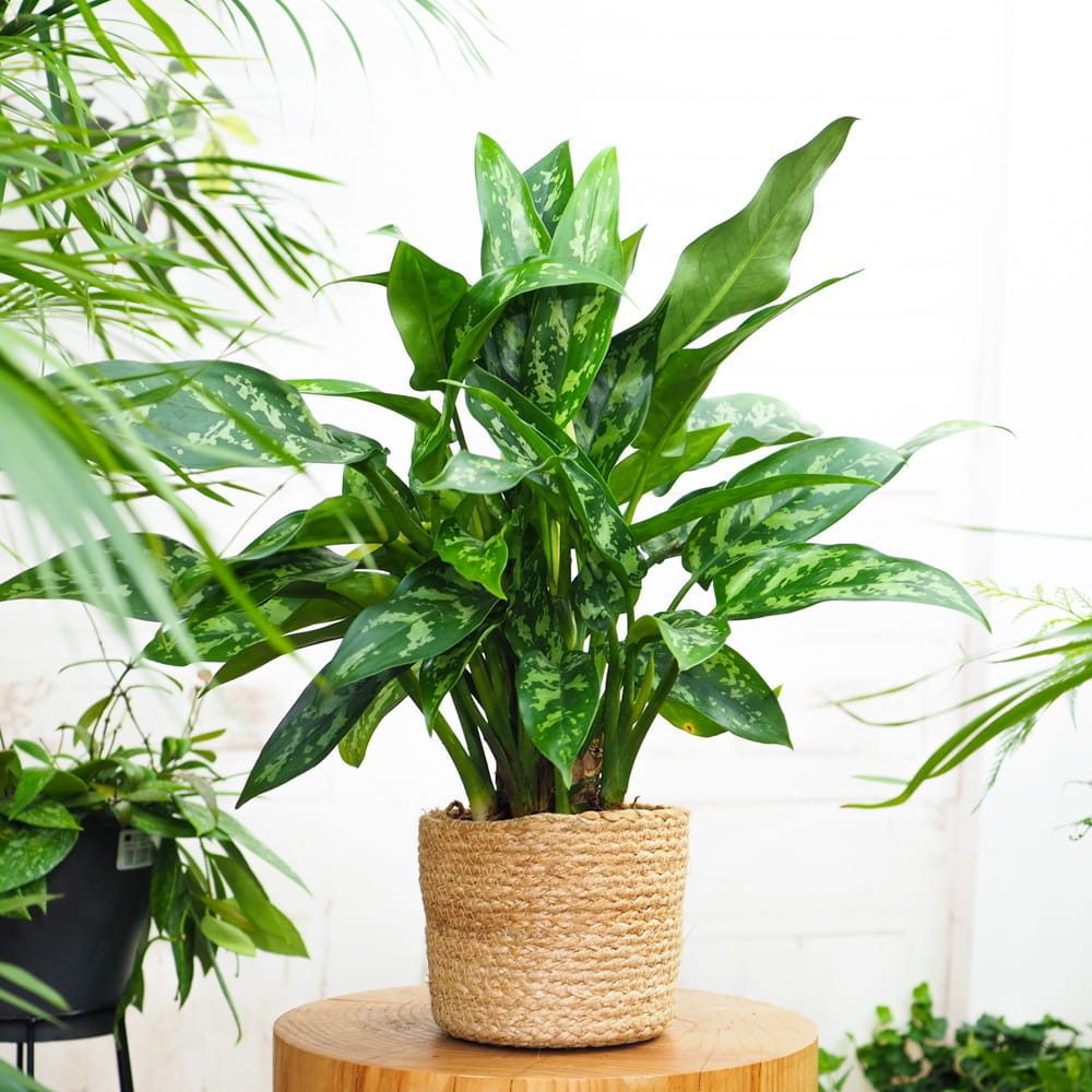 Аглаонема Сильвер Сплэш (Aglaonema Silver Splash) D12см