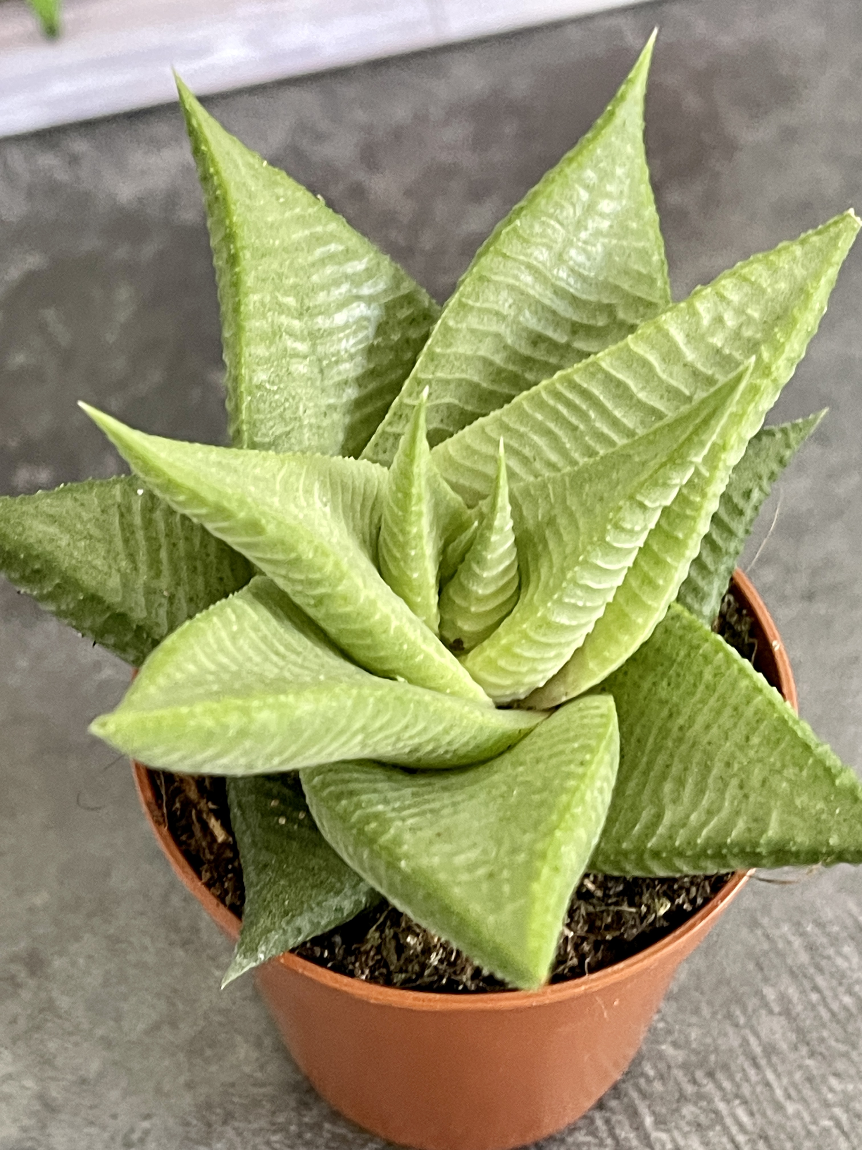 Хавортия Лимифолия Роукс (Haworthia Limifolia Roux) D5см