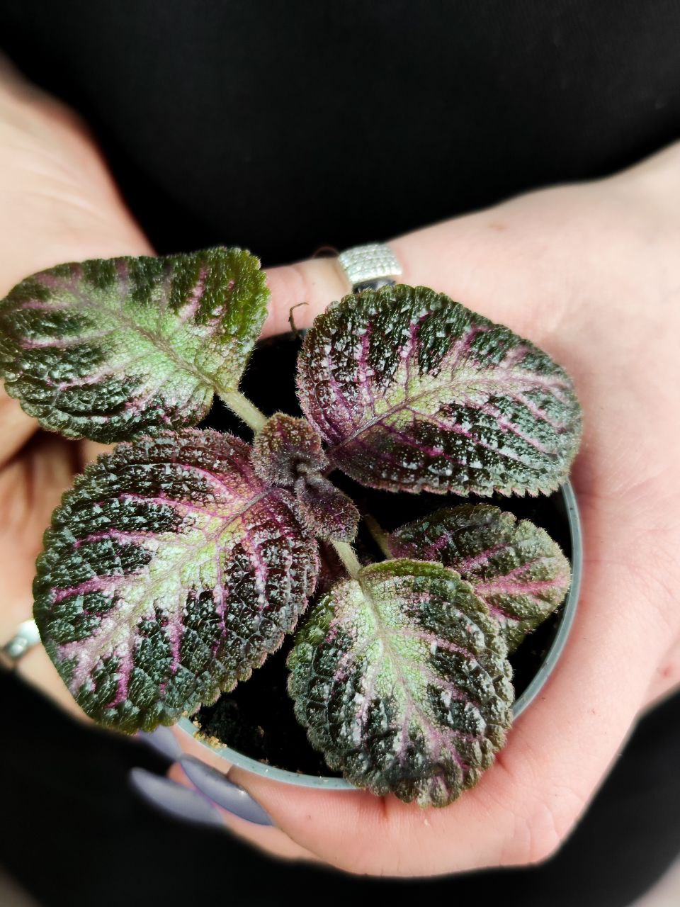Эписция Розовый Кешью (Episcia Pink Acajou) D6см