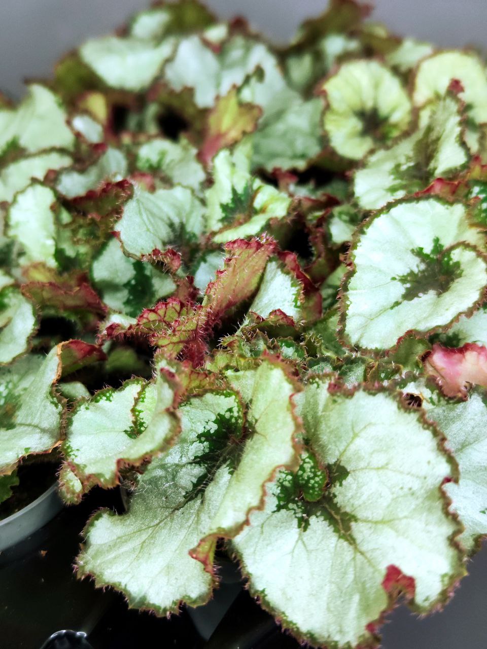 Бегония Рекс Эскаргот (Begonia Rex Escargot) D6см