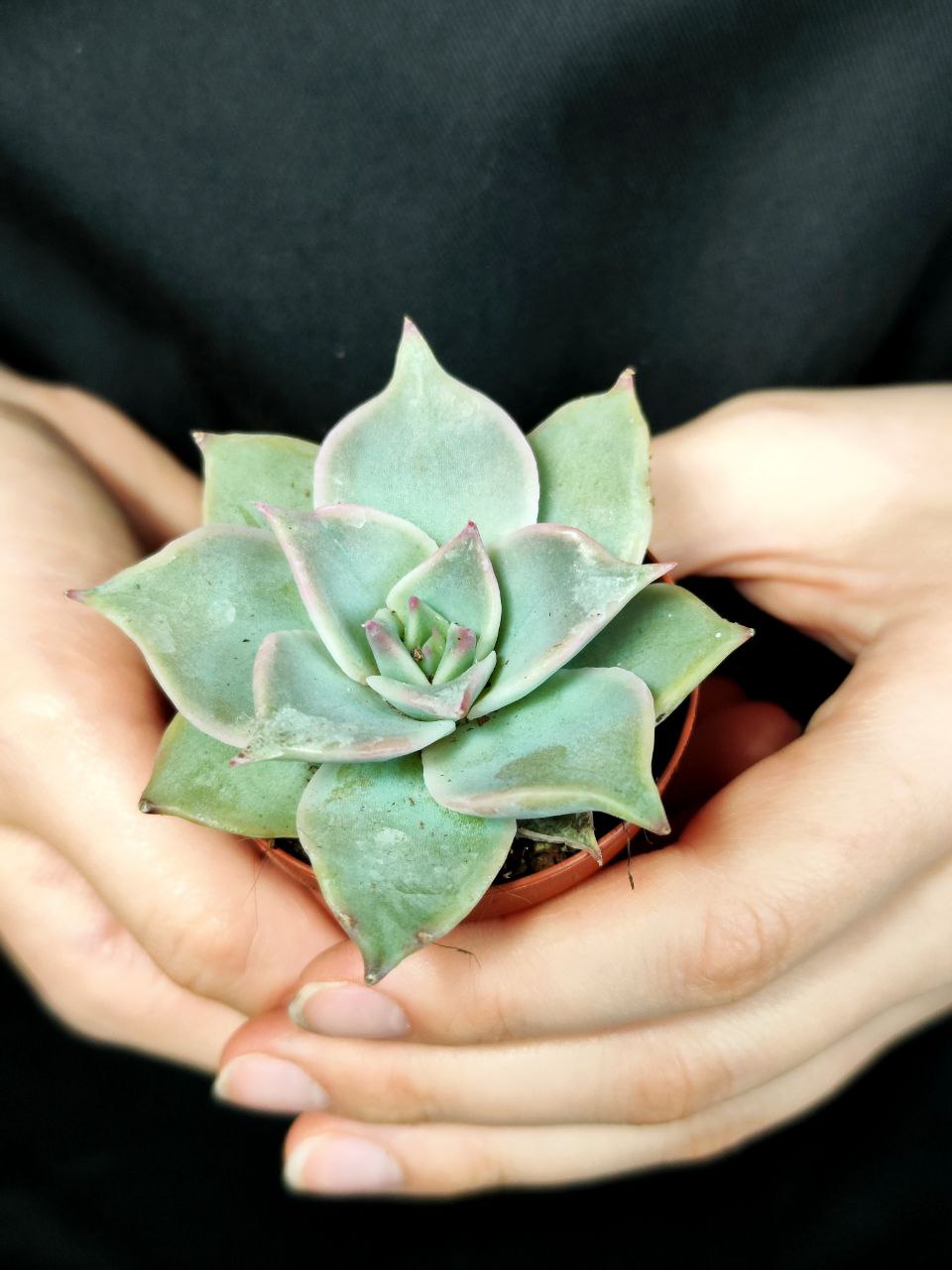 Эхеверия Мадиба (Echeveria Madiba) D5см