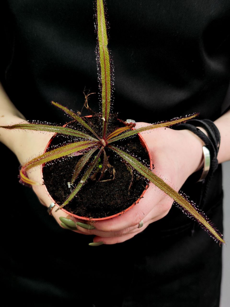 Росянка Адель (Drosera Adelae) D9см