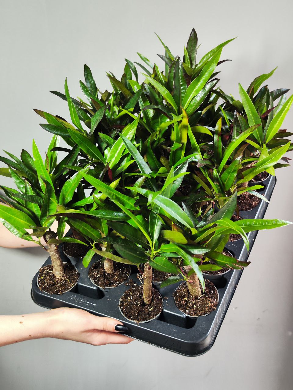 Кодиеум Экскуренс (Codiaeum Excurrens) D6см