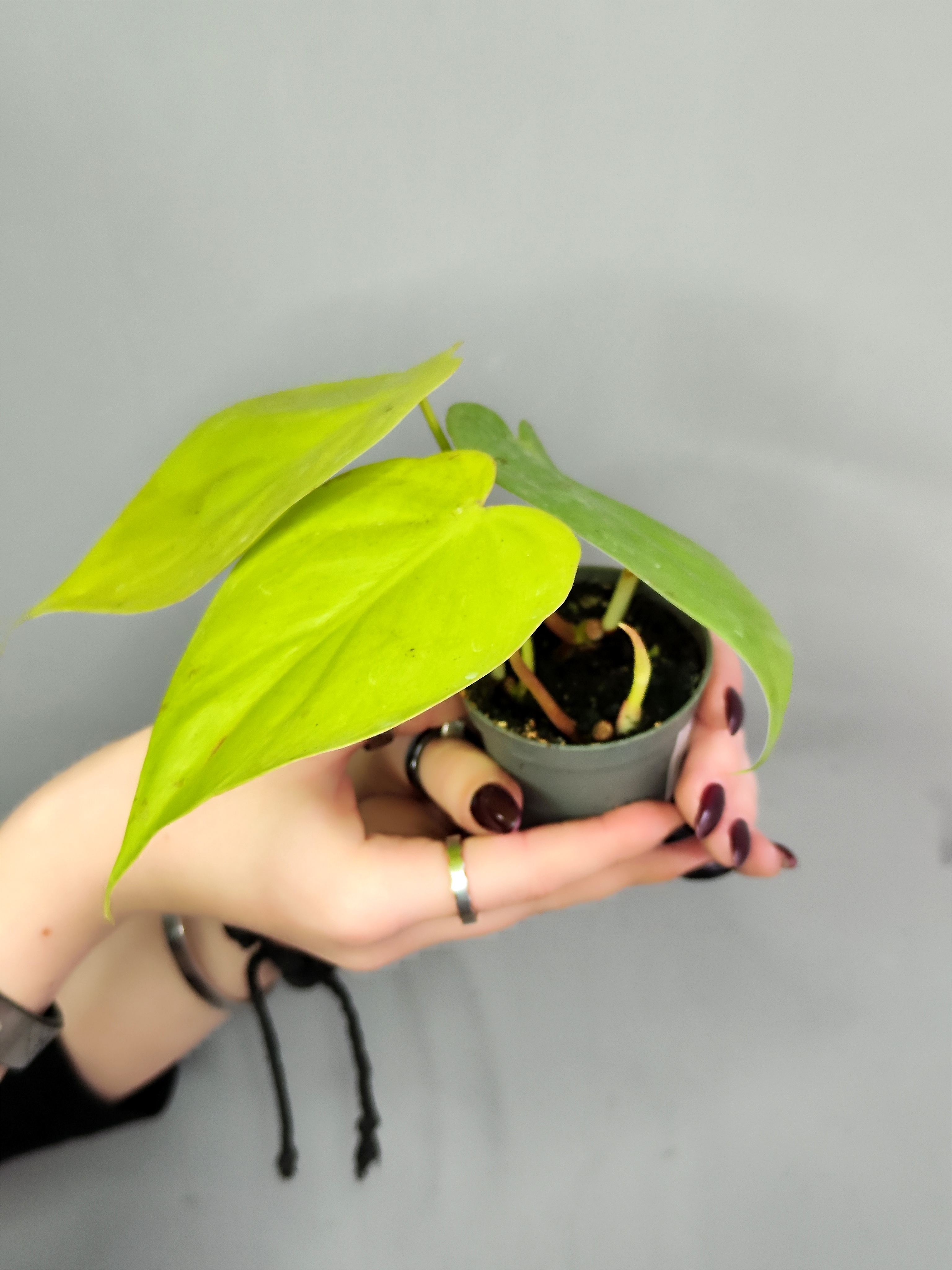 Филодендрон Неон Лайм (Philodendron Neon Lime) D6см