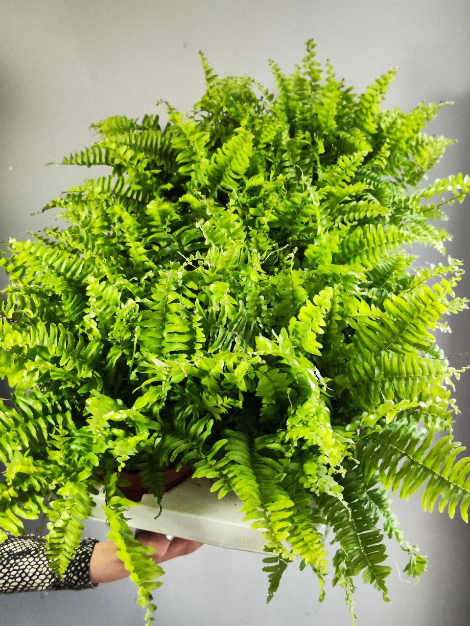 Папоротник Нефролепис Блю Белл (Nephrolepis Boston Blue Bell) D12см