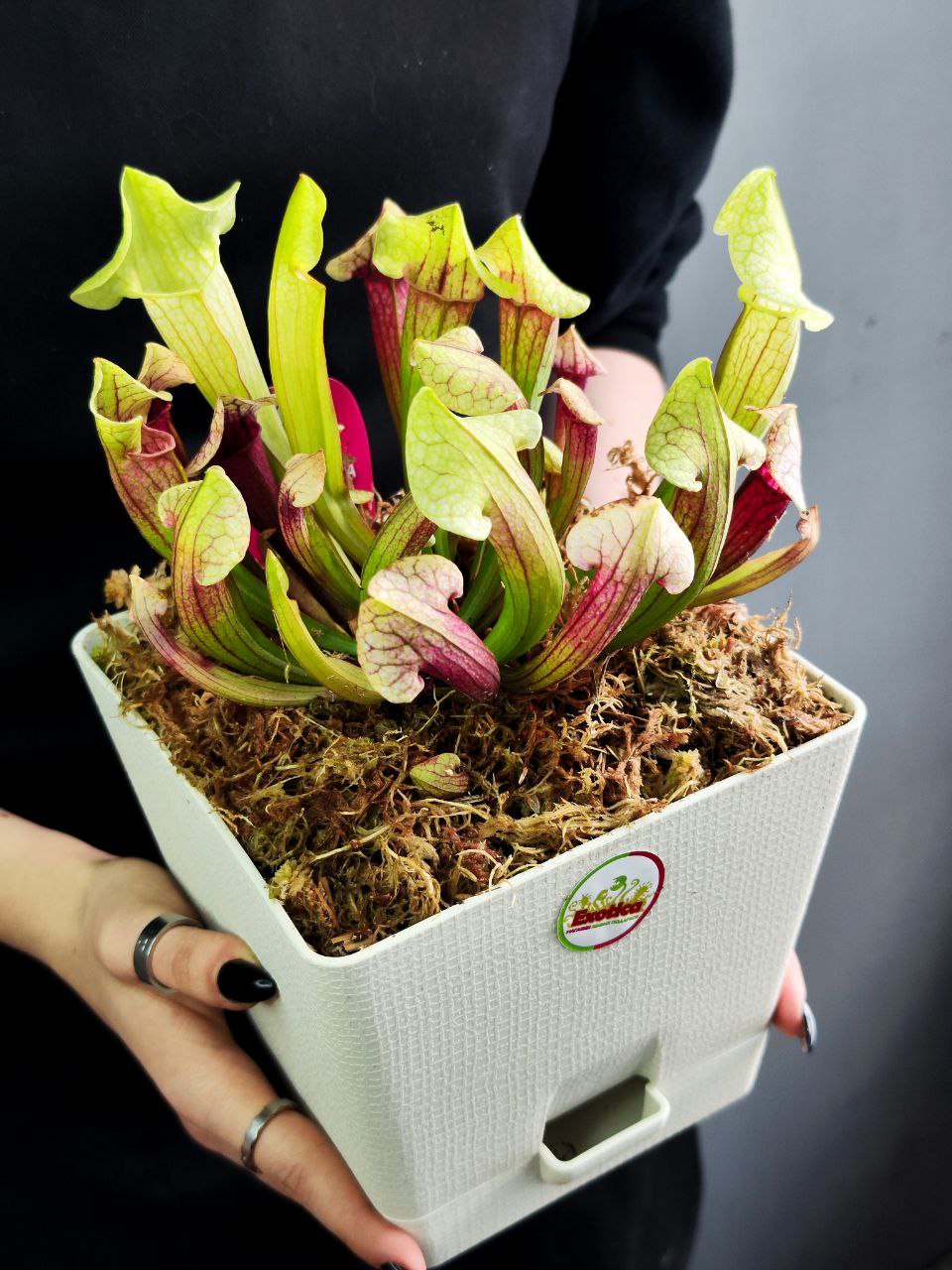 Саррацения Эва (Sarracenia Eva) пересаженная D15см