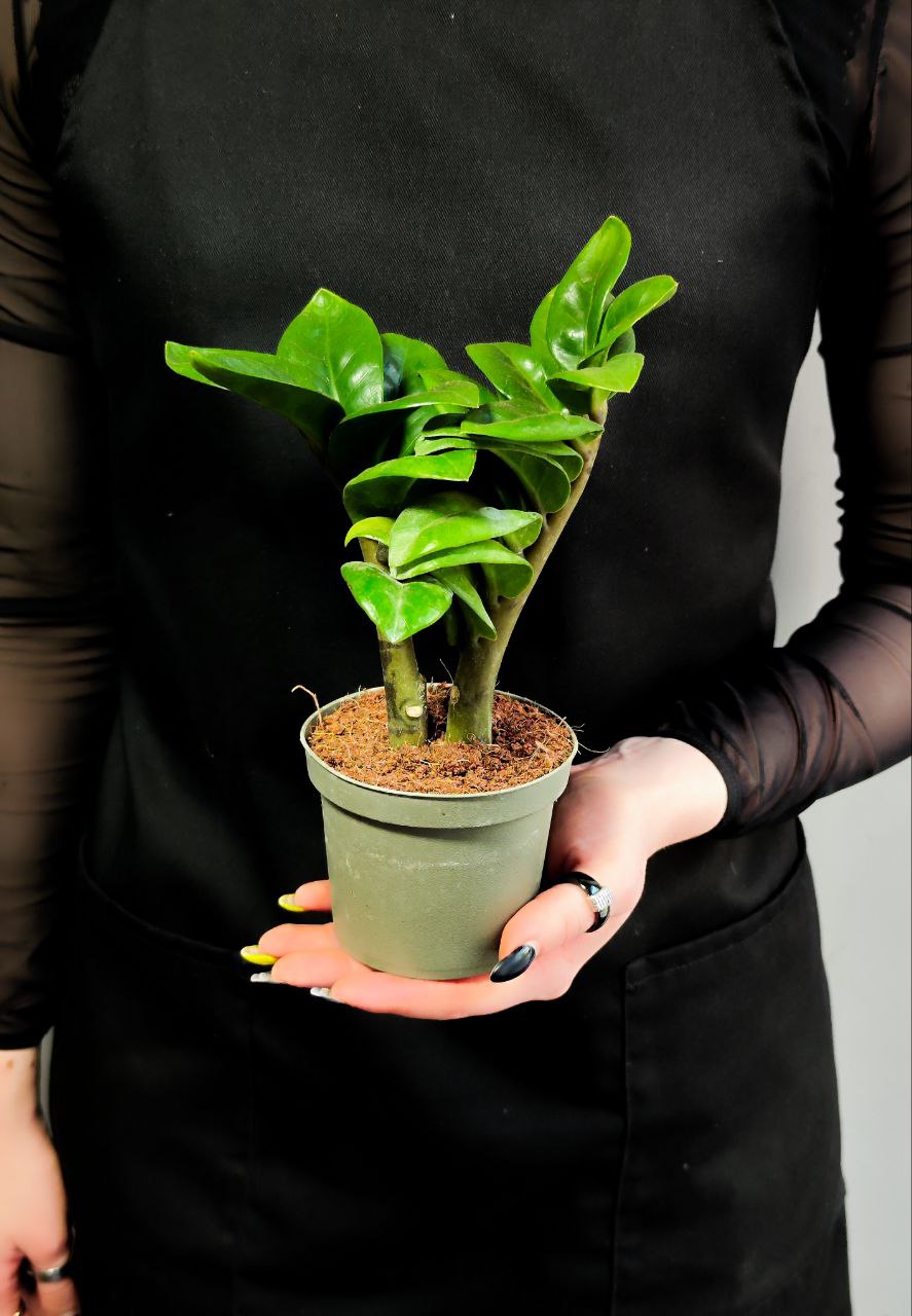 Замиокулькас Зензи Жук (Zamioculcas Zenzi Bug) D9см