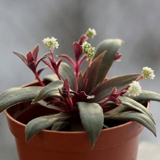 Крассула Розулярис, или Розеточная (Crassula Rosularis) D5см