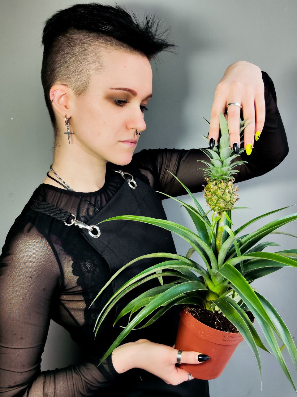 Ананас Корона (Ananas Corona) D12см