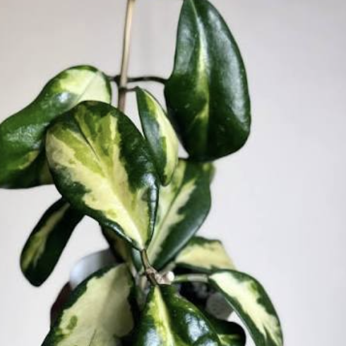 Хойя Диверсифолия Махарани Вариегата (Hoya Diversifolia Maharani) D8см