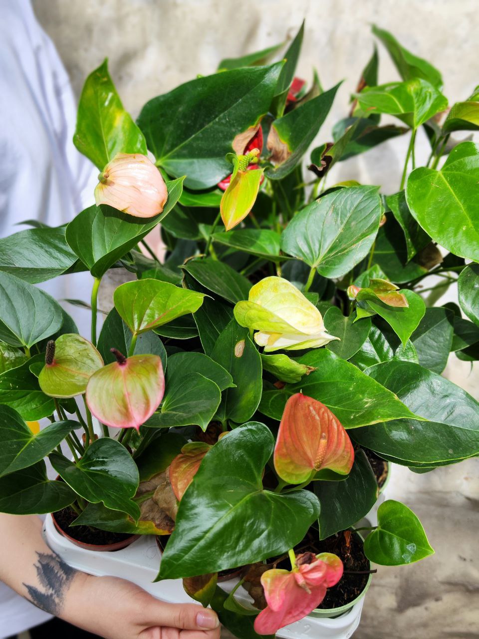 Антуриум Микс УЦЕНКА (Anthurium Mix) D 7-9см