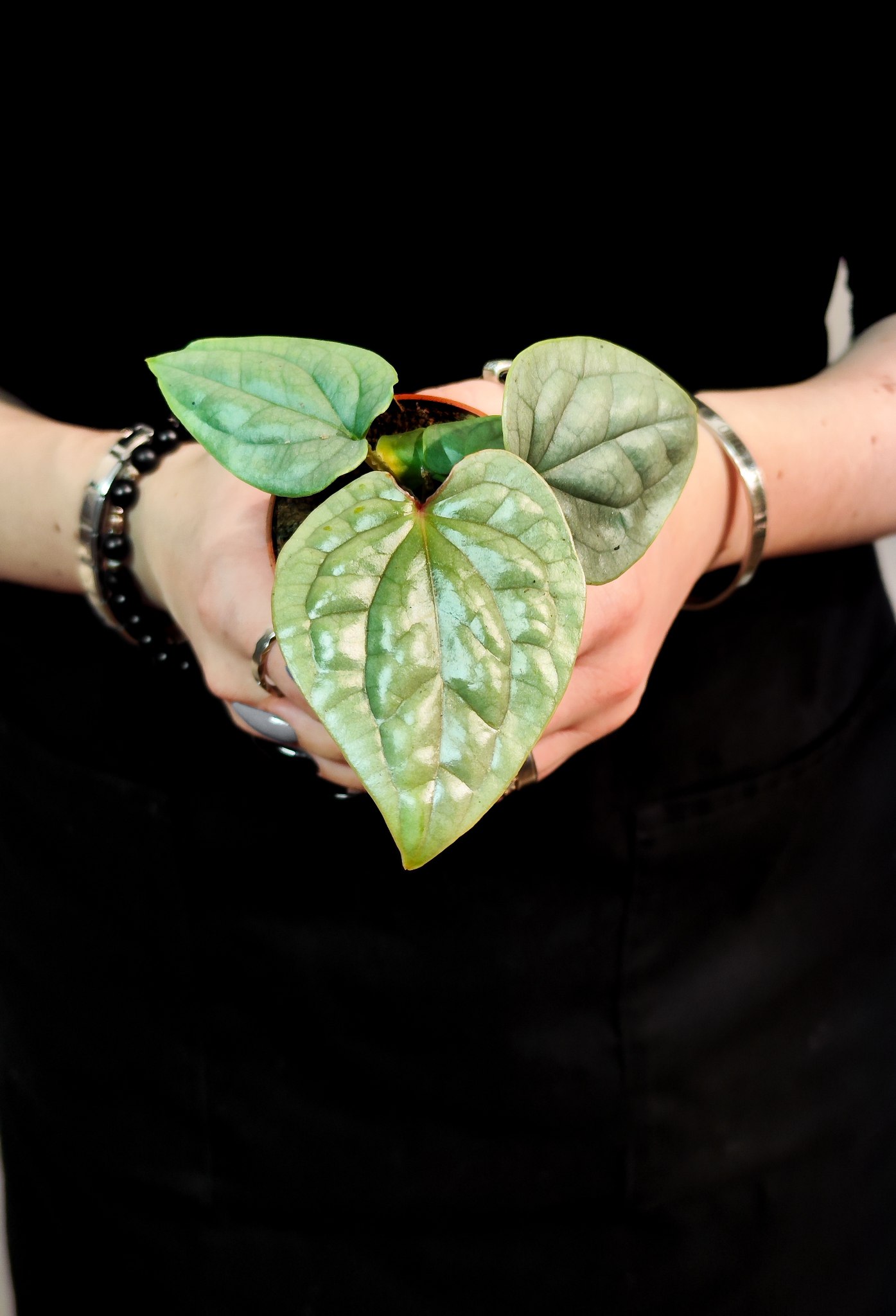Антуриум Люксурианс (Anthurium Luxurians) D6см