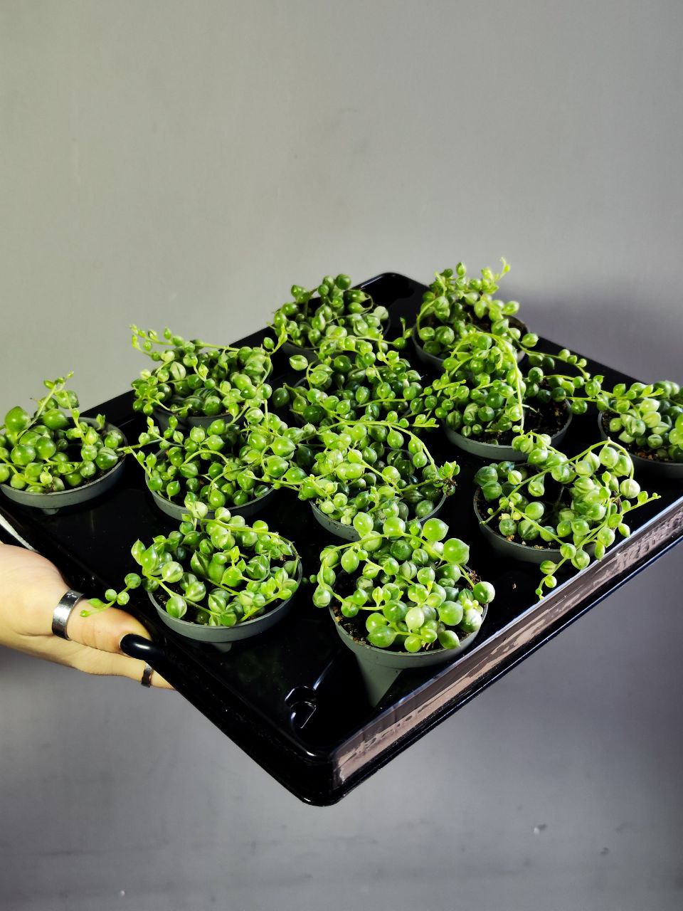 Крестовник Роули Вариегатный (Senecio Rowleyanus Variegata) D6см