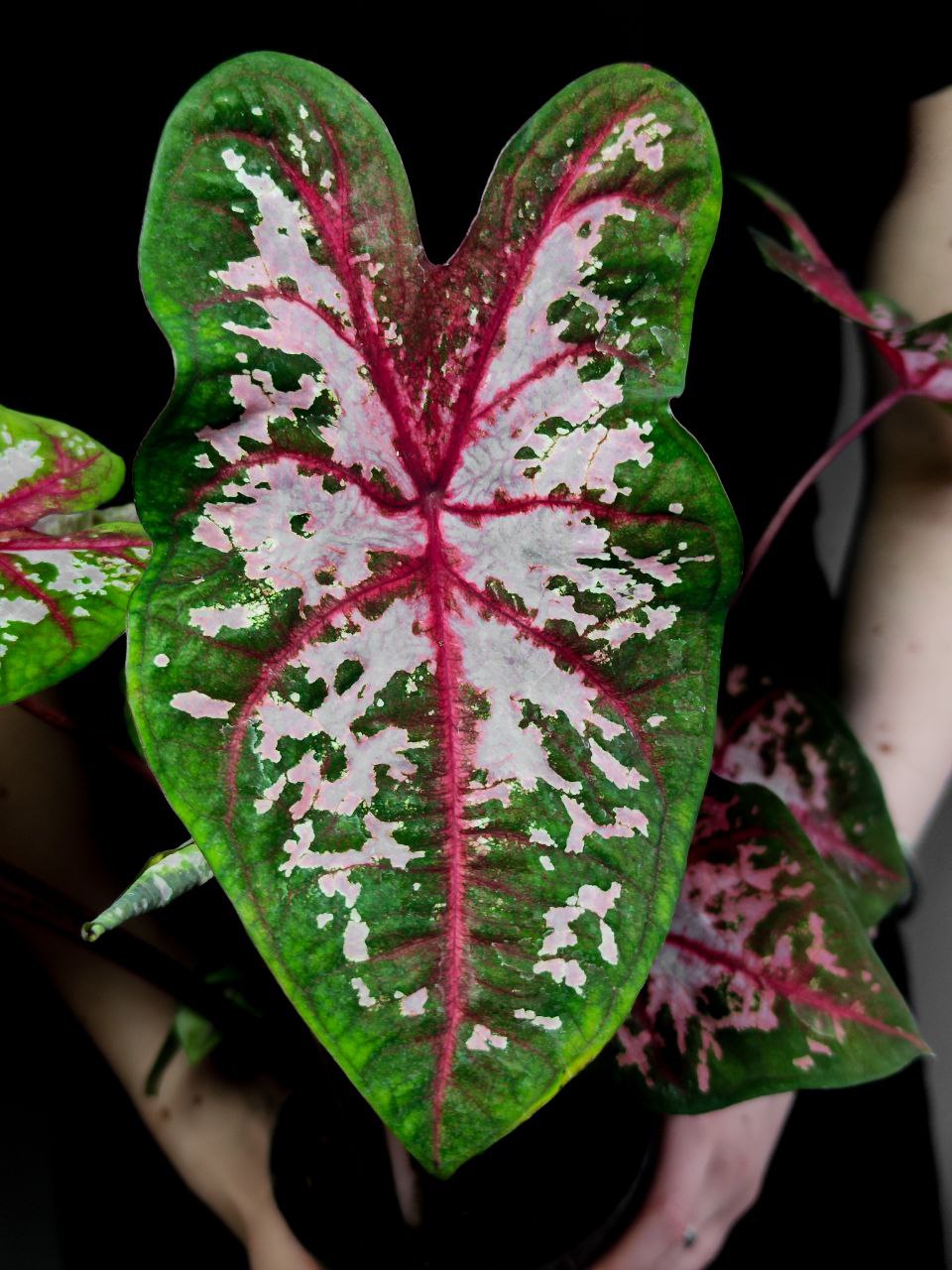 Каладиум Кэролин Уортон (Caladium Carolyn Whorton) D12см