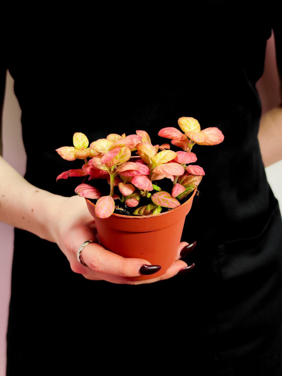 Фиттония Вершаффельта Розовая Особенная (Fittonia Verschaffeltii Pink Special) D8,5см