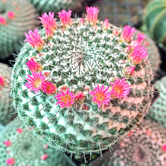 Маммиллярия Превосходная Груп (Mammillaria Perbella Group) D5см