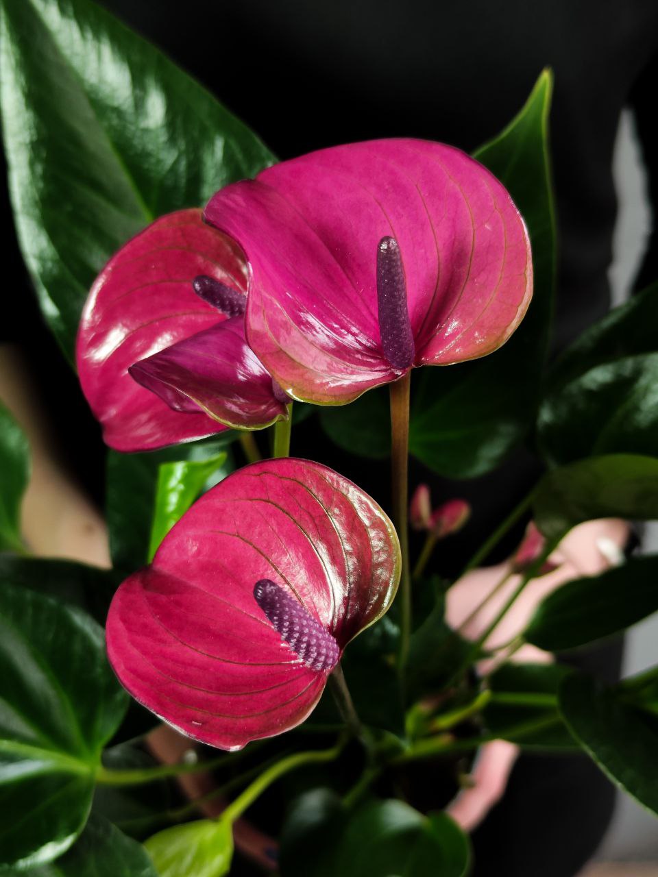 Антуриум Карма Пурпл (Anthurium Karma Purple) D12см