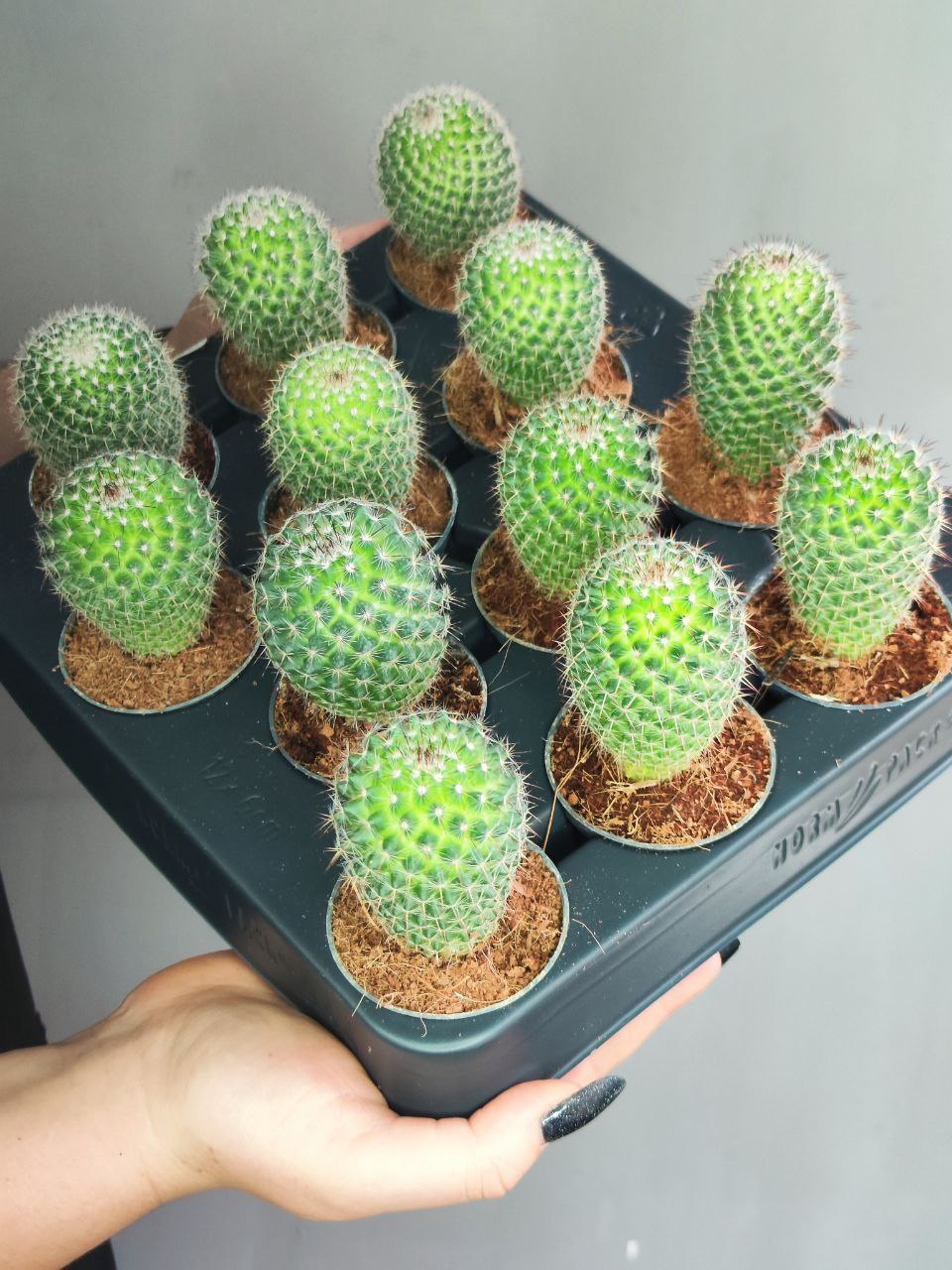 Маммиллярия Превосходная Одиночная (Mammillaria Perbella) D5см