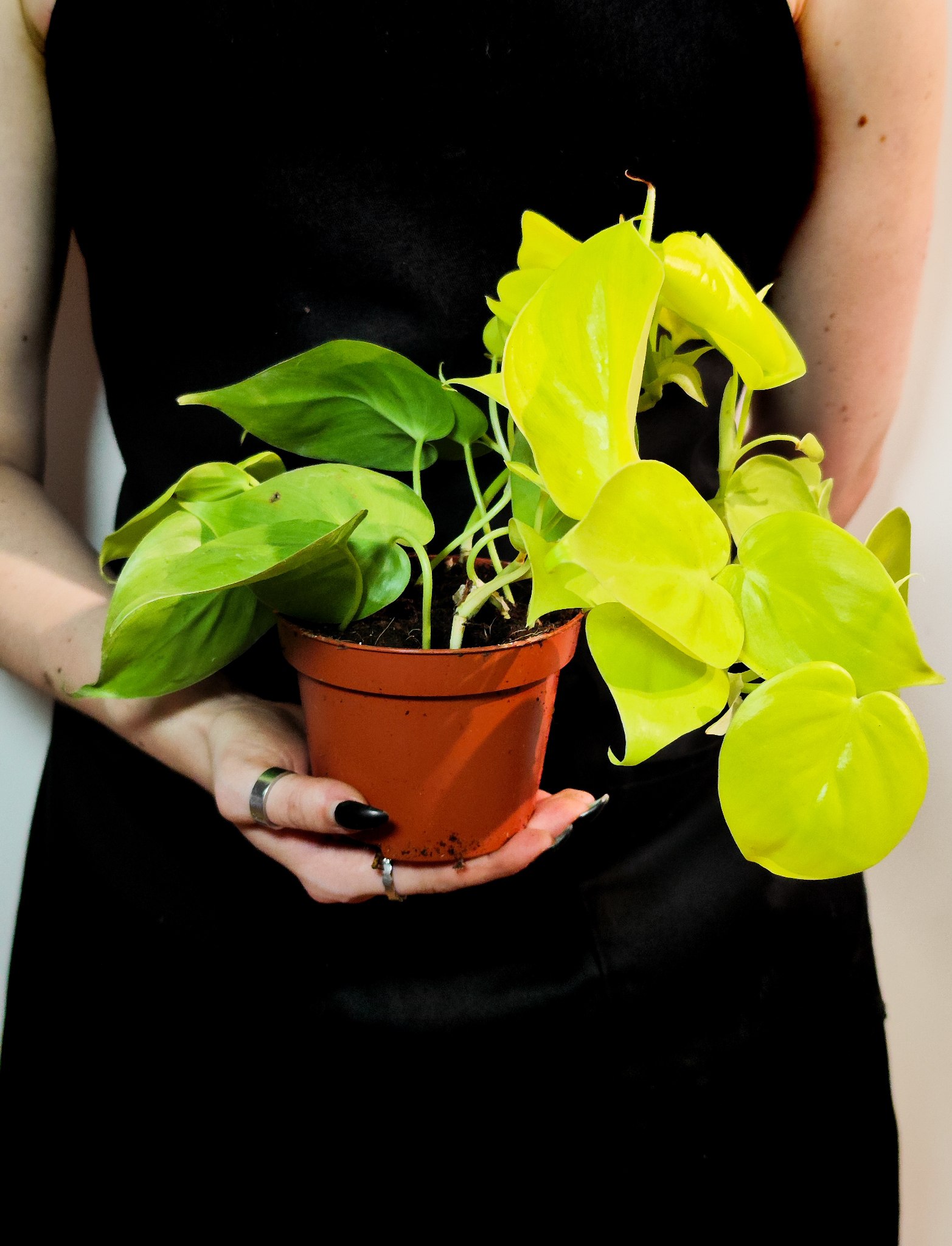 Филодендрон Сканденс Неон Лайм (Philodendron Scandens Neon Lime) D12см