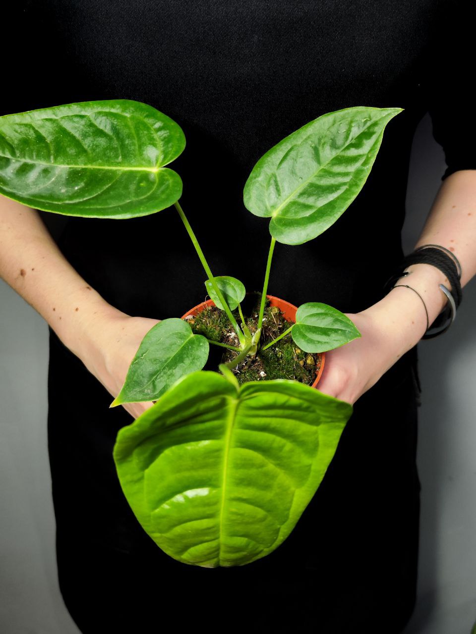 Антуриум Вейча, или Король Антуриум (Anthurium Veitchii) D12см