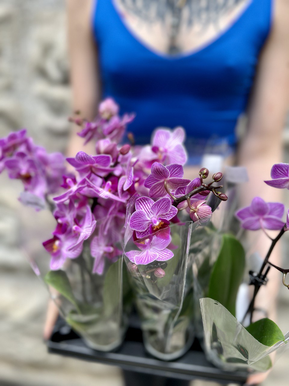 Орхидея Фаленопсис Мини Пурпурная Пестрая (Phalaenopsis Multiflora) D6см