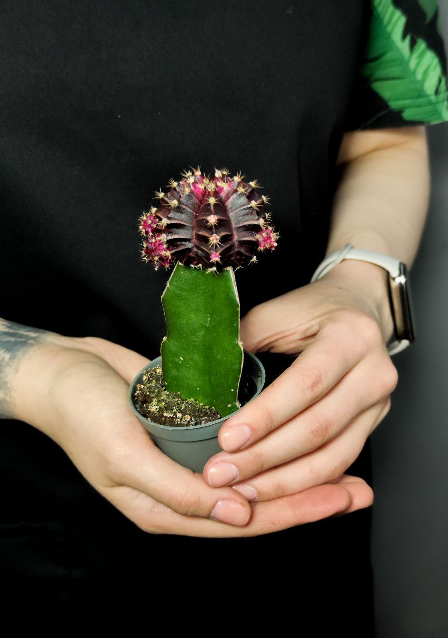 Кактус Гимнокалициум Михановича Бордовый (Gymnocalycium Mihanovichii Maroon) D5см