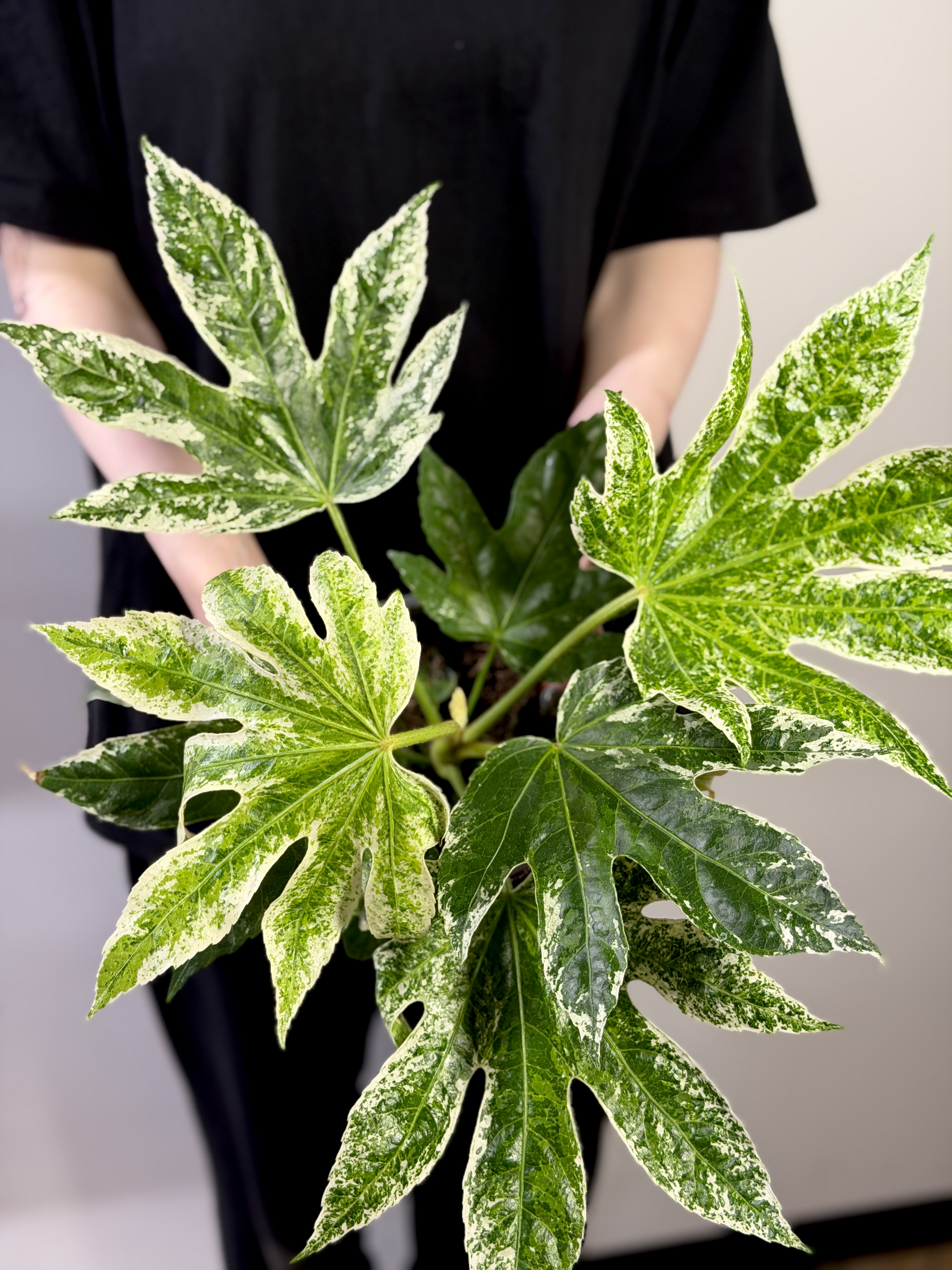 Фатсия Японская Вариегатная (Fatsia Japonica Variegata) D14см