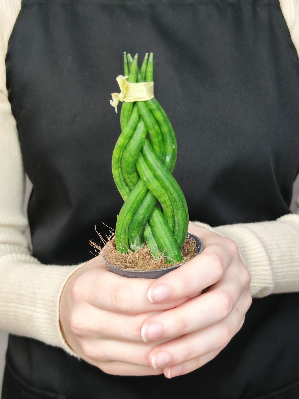 Сансевиерия Цилиндрическая Коса (Sansevieria Сylindrica Braid) D6см