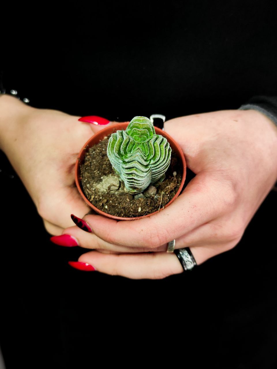Крассула Храм Будды (Crassula Buddha´s Temple) D5см