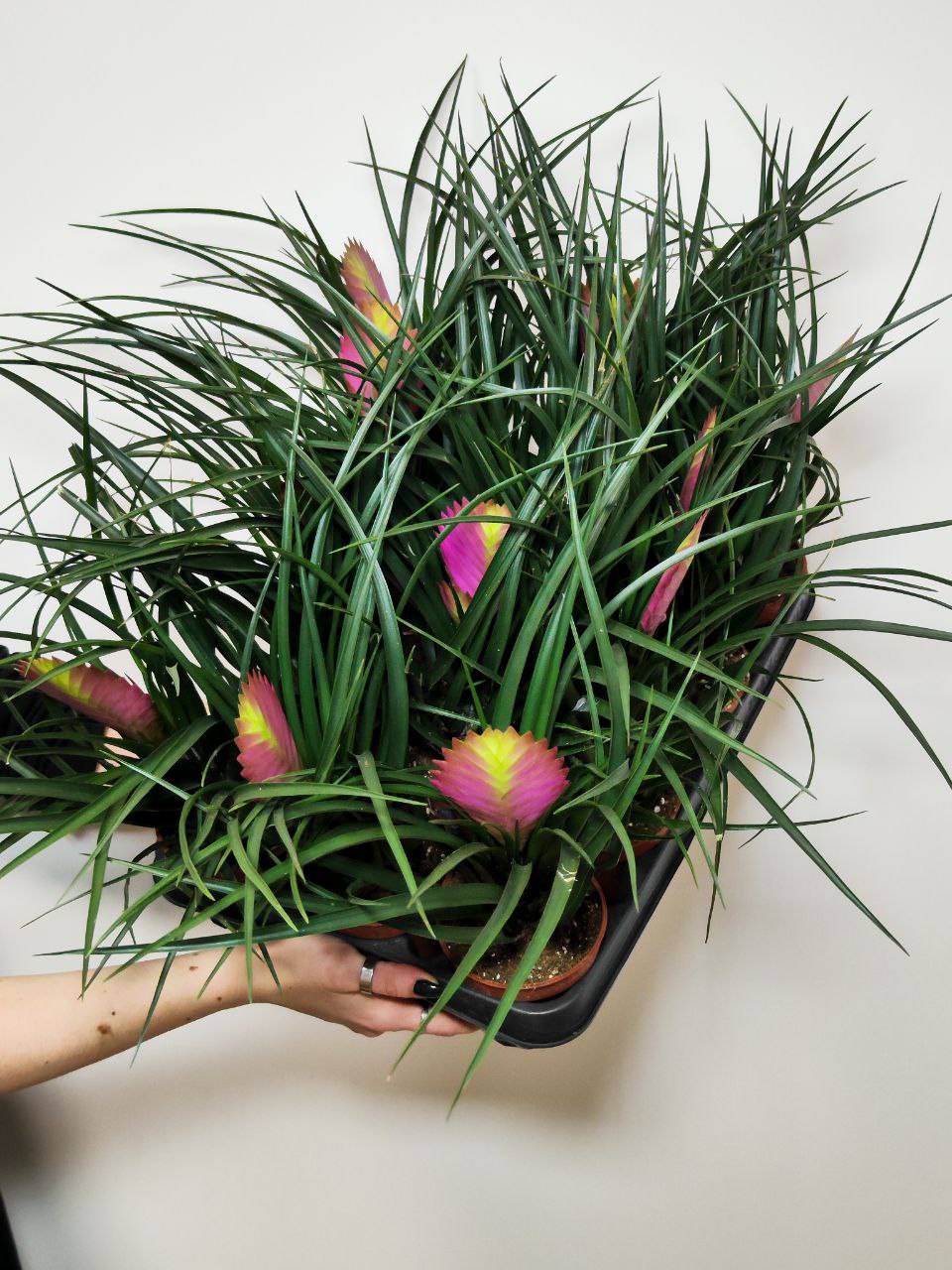 Тилландсия Цианея Анита (Tillandsia Cyanea Anita) D9см
